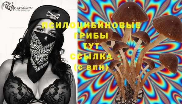 стафф Арсеньев
